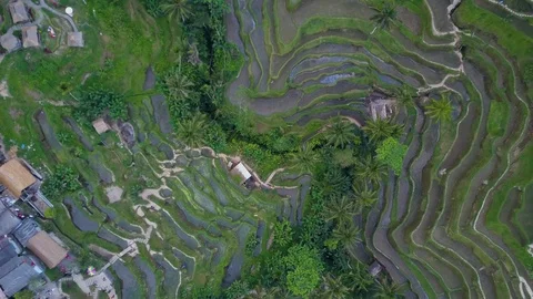 Ubud rice fields Video stock 89856279