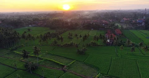 Ubud Rice Fields Glowing at Golden Hour Sunset Stock Footage 334063811
