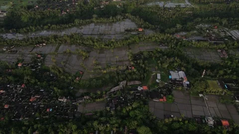 Ubud rice fields on sunrise Bali Stock Footage 235317659