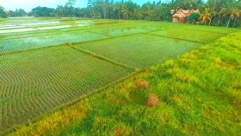 Ubud Rice Fields Walk and Tegalalang Terrace - the Best way to see Rural Bali Stock Footage 106706254