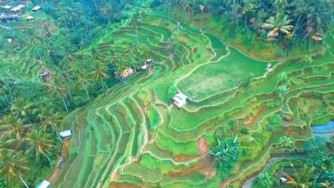 Ubud Rice Fields Walk and Tegalalang Terrace - the Best way to see Rural Bali Stock Footage 106707178