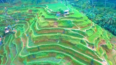 Ubud Rice Fields Walk and Tegalalang Terrace - the Best way to see Rural Bali Stock Footage 106707211