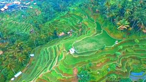 Ubud Rice Fields Walk and Tegalalang Terrace - the Best way to see Rural Bali Stock Footage 106707758