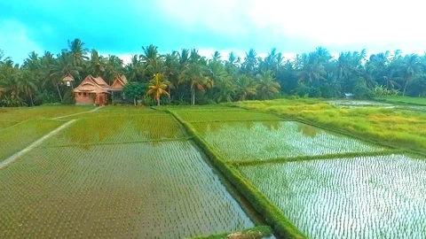 Ubud Rice Fields Walk and Tegalalang Terrace - the Best way to see Rural Bali Stock Footage 106708058
