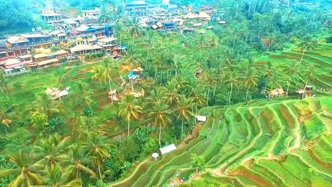 Ubud Rice Fields Walk and Tegalalang Terrace - the Best way to see Rural Bali Stock Footage 106708151