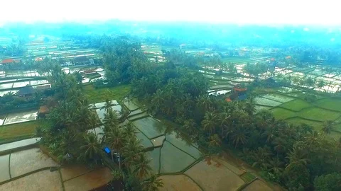 Ubud Rice Fields Walk and Tegalalang Terrace - the Best way to see Rural Bali Stock Footage 106708252