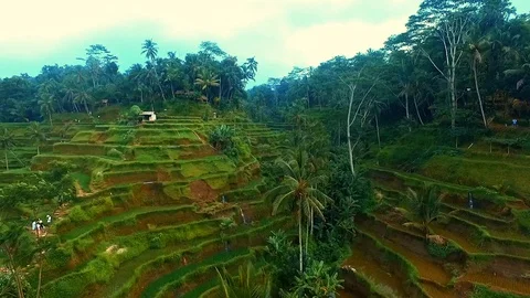 Ubud Rice Fields Walk and Tegalalang Terrace - the Best way to see Rural Bali Stock Footage 106708800