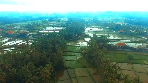 Ubud Rice Fields Walk and Tegalalang Terrace - the Best way to see Rural Bali Stock Footage 106709085