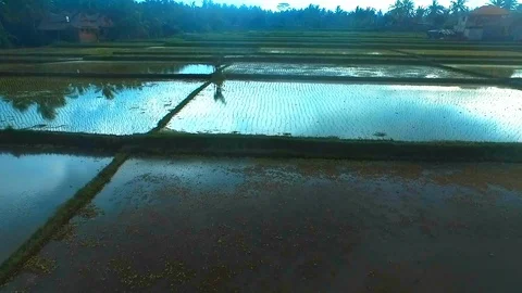 Ubud Rice Fields Walk and Tegalalang Terrace - the Best way to see Rural Bali Stock Footage 106709121