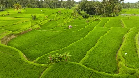 Ubud rice terraces creating patterns in Bali landscape Stock Footage 330188197