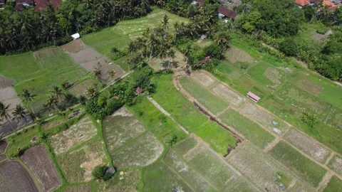 Ubud Rice Walk ascend Stock Footage 329894891