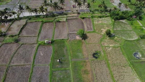 Ubud Rice Walk move left Stockbeeldmateriaal 329894959