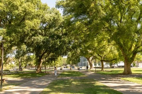 UC Davis Quad Walkway Stock Photos