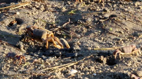 Uca tangeri (Crab) A1 Stock Footage 25825053