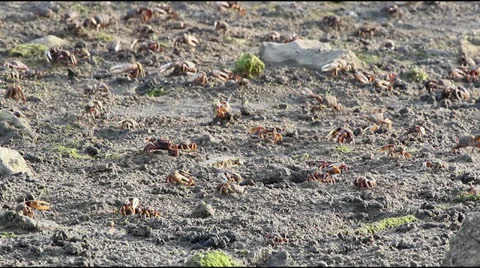 Uca tangeri (Crab) D Stock Footage 25825300