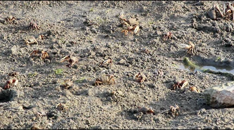Uca tangeri (Crab) E Stock Footage 25825570
