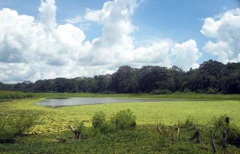 Ucayali Stock Photos