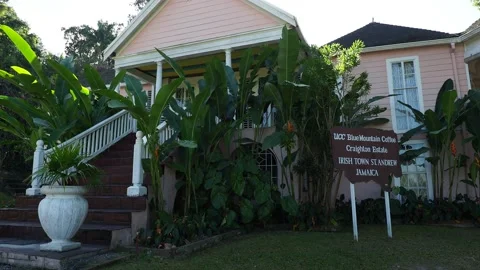 UCC Blue Mountain Coffee Craighton Estate in Irish Town, Blue Mountains, Jamaica Stock-Footage 139005367