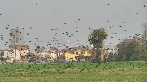 Uccelli5A huge flock of birds Stock Footage 144177641