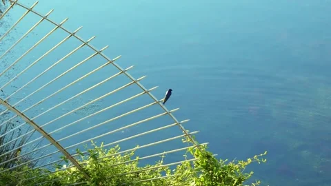 UCCELLINO 25 Stock Footage 320250900