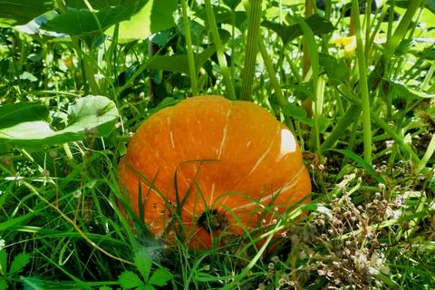 Uchiki  Kuri Squash. Stock Photos