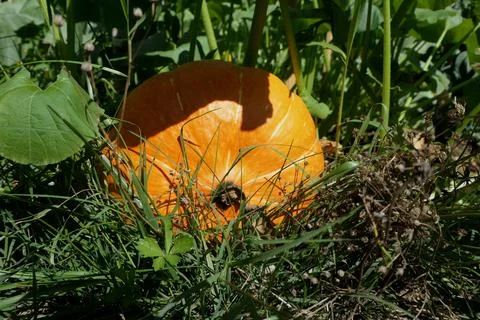Uchiki  Kuri Squash. Stock Photos