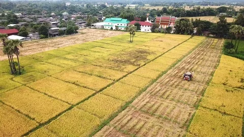 UD-RiceFarm5 Stock Footage 86499031