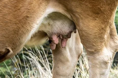 The udder of a brown cow whose teats are somewhat dirty. You can see dry grass Stock Photos