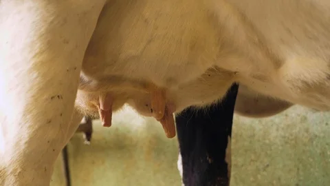 The udder from a cow Stock-Footage 109169224