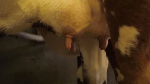 The udder from a cow Stock-Footage 111268624