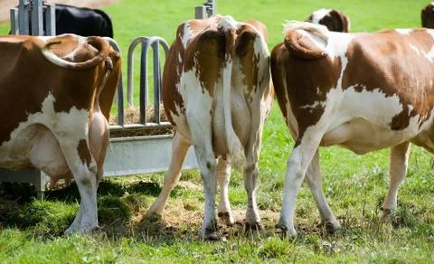 Udder Stock Photos