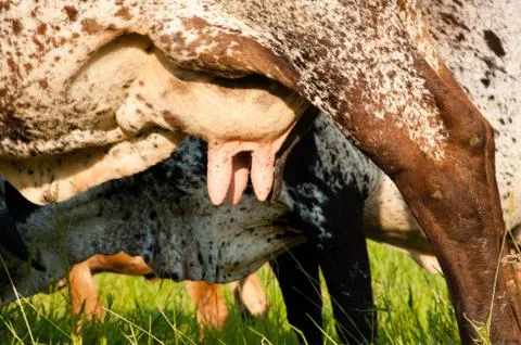 Udders of cows Stock Photos
