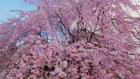 Ueda castle and Cherry Blossoms in Nagano, Japan : Stock Footage 106132658