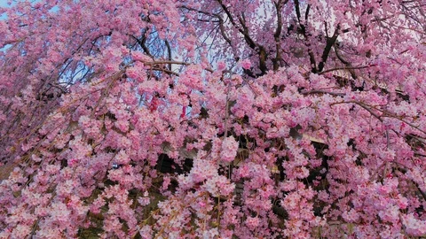 Ueda castle and Cherry Blossoms in Nagano, Japan : tilt Video stock 106134161