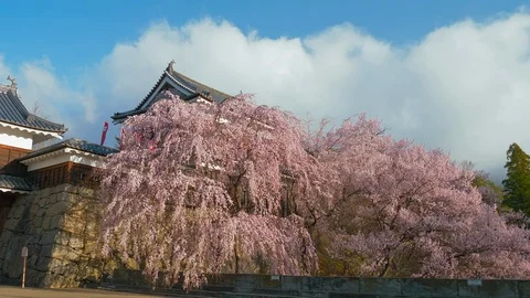 Ueda castle and Cherry Blossoms in Nagano, Japan : Stock Footage 106137794