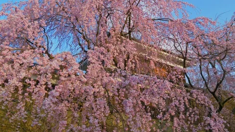 Ueda castle and Cherry Blossoms in Nagano, Japan : Stock Footage 106137840