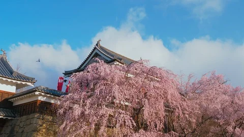 Ueda castle and Cherry Blossoms in Nagano, Japan : tilt, pan Stock Footage 106138733