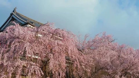 Ueda castle and Cherry Blossoms in Nagano, Japan : Stock Footage 106139918
