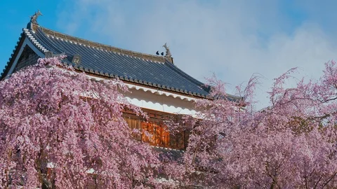 Ueda castle and Cherry Blossoms in Nagano, Japan : Vídeo Stock 106140377