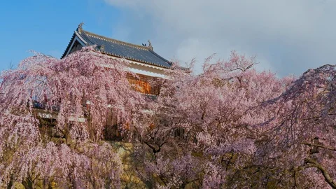 Ueda castle and Cherry Blossoms in Nagano, Japan : Vídeos de archivo 106140737
