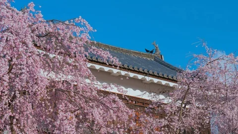 Ueda castle and Cherry Blossoms in Nagano, Japan : Vidéo 106141478