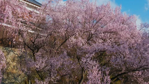 Ueda castle and Cherry Blossoms in Nagano, Japan : tilt, pan Stock Footage 106141509