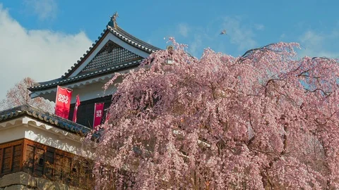 Ueda castle and Cherry Blossoms in Nagano, Japan : 스톡 동영상 106143444