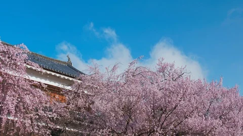 Ueda castle and Cherry Blossoms in Nagano, Japan : tilt, pan Stock Footage 106143570