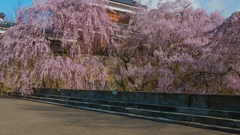 Ueda castle and Cherry Blossoms in Nagano, Japan : tilt, pan Stockbeeldmateriaal 106144048