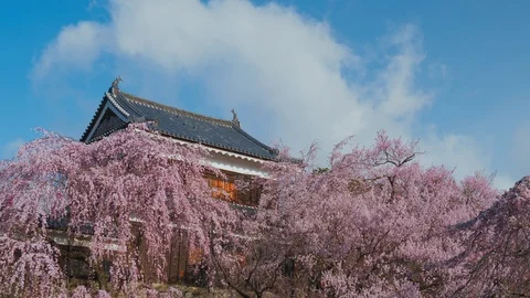 Ueda castle and Cherry Blossoms in Nagano, Japan : tilt Video stock 106144201