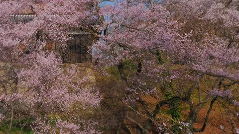 Ueda castle and Cherry Blossoms in Nagano, Japan : tilt, pan Stock Footage 106145895