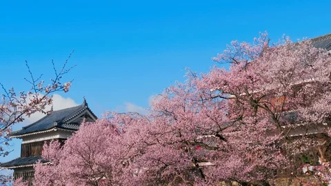 Ueda castle and Cherry Blossoms in Nagano, Japan : pan Stock Footage 106146007