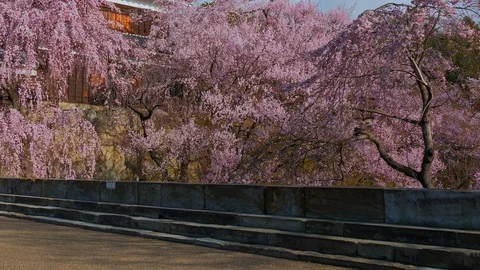 Ueda castle and Cherry Blossoms in Nagano, Japan : tilt, pan Vidéo 106146042