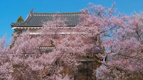 Ueda castle and Cherry Blossoms in Nagano, Japan : Stock Footage 106146094
